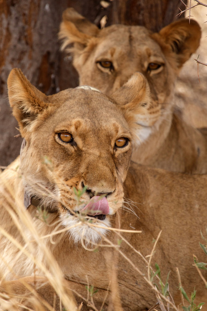oroszlánok rádió gallér tag - Fotó, kép