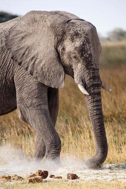afrikai elefánt, az okavango-delta - Fotó, kép