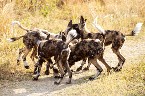az okavango-delta vadon élő kutyák - Fotó, kép