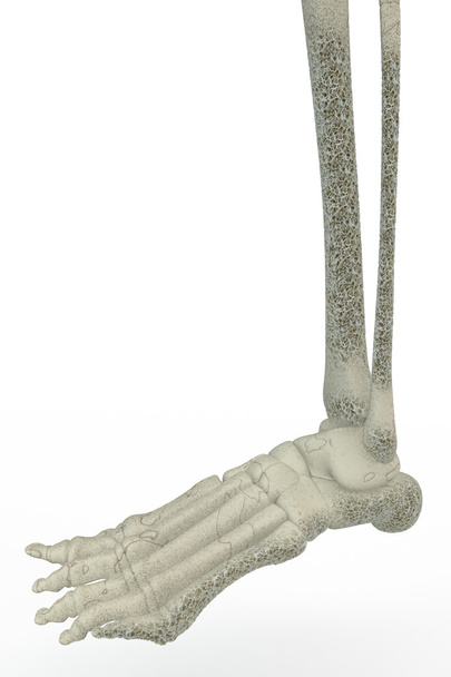 Ossos do pé humano. Osteoporose, fragilidade óssea
 - Foto, Imagem