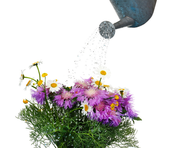 Water can watering flowers - Valokuva, kuva