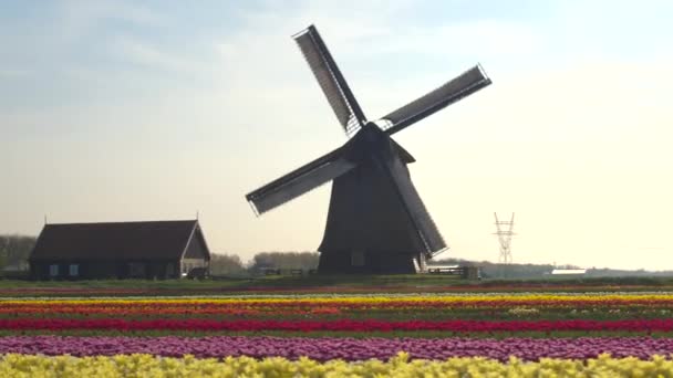 AERIAL: Auf einem lebendigen Tulpenfeld und einer Mühle in der holländischen Landschaft - Filmmaterial, Video