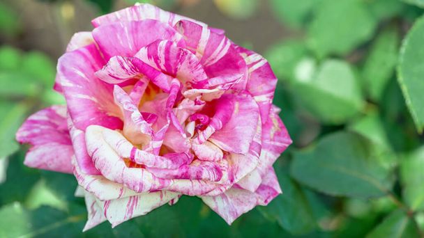 Rosa "Satén" - color original - abigarrado, carmesí con manchas blancas, entre los brotes y flores en flor el mismo patrón no se puede encontrar. - Foto, imagen