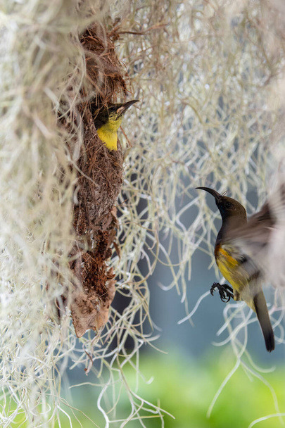 Оливковая птица кормит своих детей - Фото, изображение