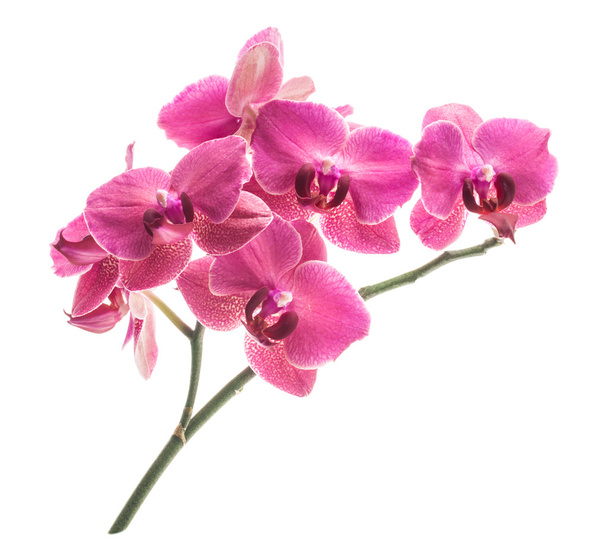 květy orchidejí - Fotografie, Obrázek