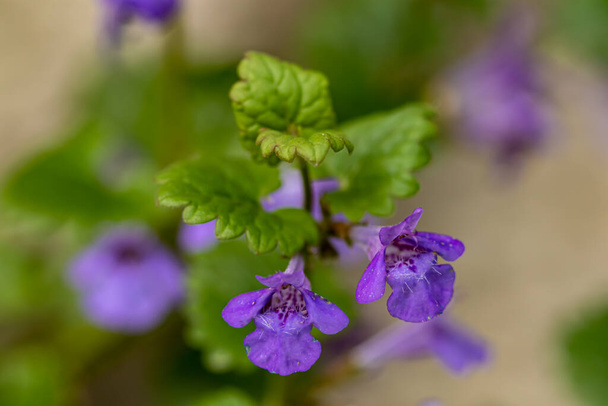 Glechoma hederacea in the garden - Photo, Image