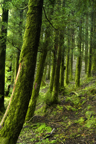 Αζόρες τροπικό δάσος σε s miguel νησί - Φωτογραφία, εικόνα