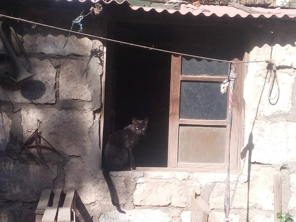 En una habitacion de sillar un gato negro parado en una vieja ventana de madera, observa amenazante al sentirse vigilado Arequipa - Peru - Foto, afbeelding