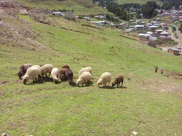 Ovejas pastando en un ladera. a lo lejos se divisa a sus nios pastores y el pueblo, esto es Chumbivilcas - Куско - Перу - Фото, изображение