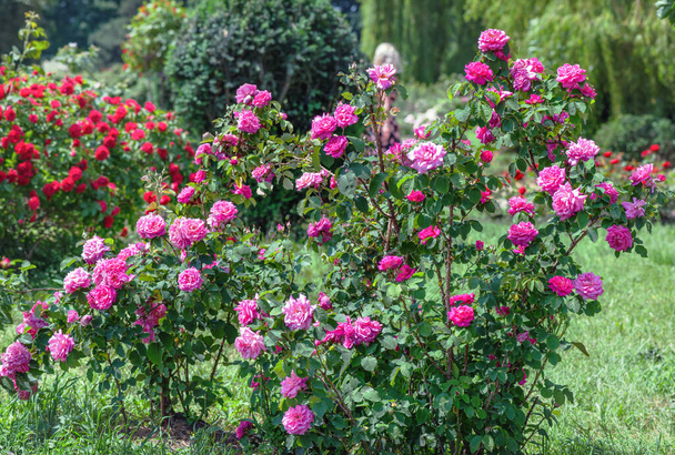 Beautiful bushes of roses in the botanical garden of Kiev, Ukraine. - Photo, Image