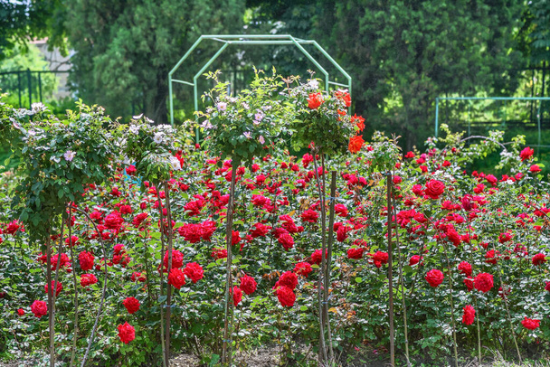 Fragment alejki z czerwonymi różami w Ogrodzie Różanym Ogrodu Botanicznego w Kijowie, Ukraina. - Zdjęcie, obraz