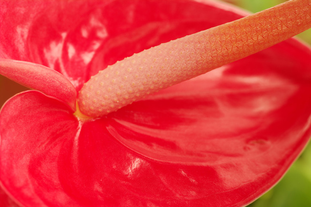 Flamingo Flower - Photo, Image