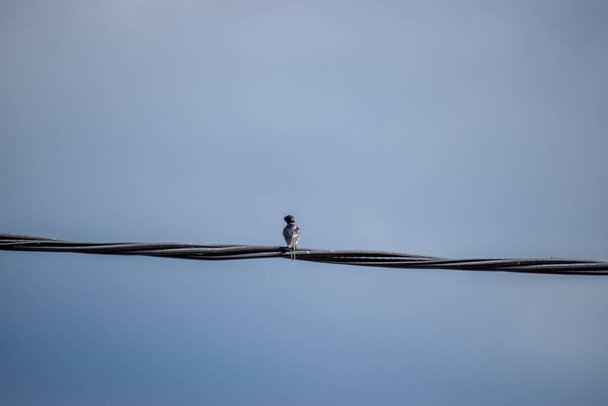 A cute sparrow perched on a wire - Valokuva, kuva