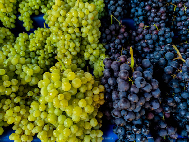 Bunch of different types of fresh grapes on the market - Photo, Image