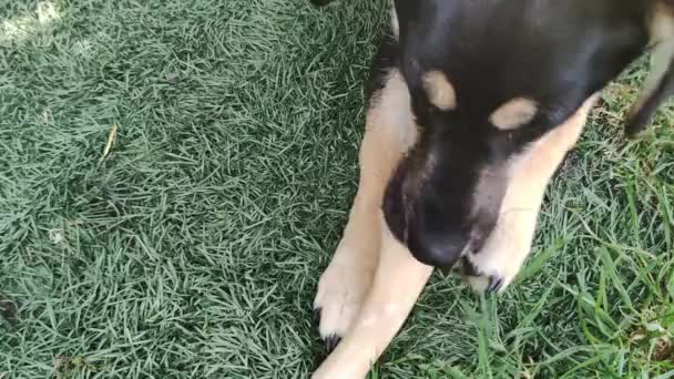 Hunde kauen gerne Knochen. Ein kleiner dunkler Hund liegt auf dem Gras und frisst Knochen.  - Filmmaterial, Video