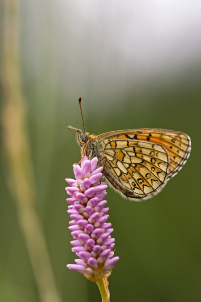 Papillon dans la nature Eifel, Allemagne
 - Photo, image