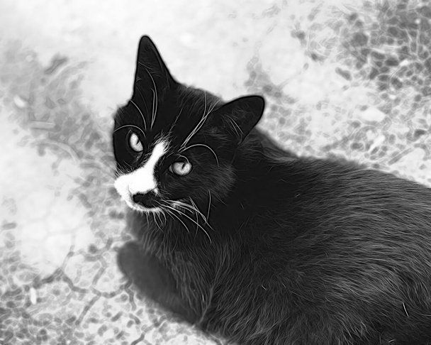Primer retrato de gato en la naturaleza - Vector, imagen