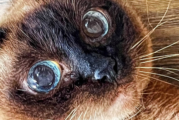 Közelkép macska portré a természetben - Vektor, kép