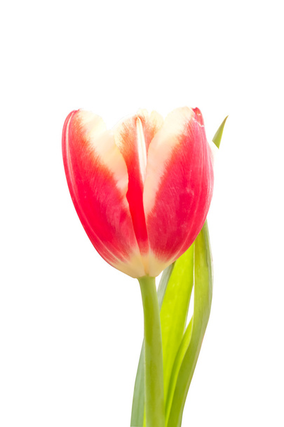 belas tulipas em um fundo branco - Foto, Imagem
