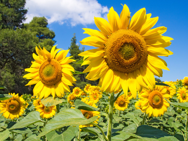 Sunflower head - Photo, Image