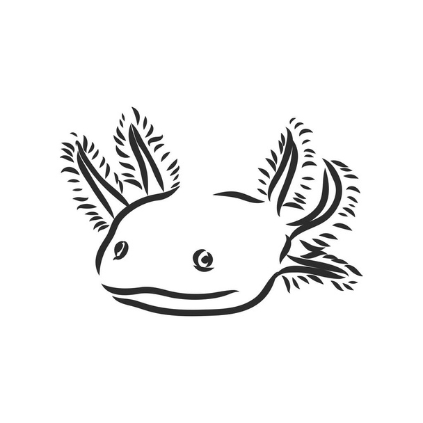 Grabado antiguo vectorial ilustración de salamandra axolotl aislada sobre fondo blanco - Vector, imagen