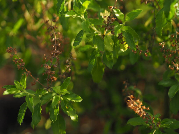 Thai Santo basilico Ocimum tenuiflorum sanctum o Tulsi kaphrao Santo basilico è un eretto, molti subarbusto ramificato, 30 a 60 cm di altezza con fusti pelosi Le foglie sono verdure verdi con fiore che fiorisce in giardino sullo sfondo della natura - Foto, immagini