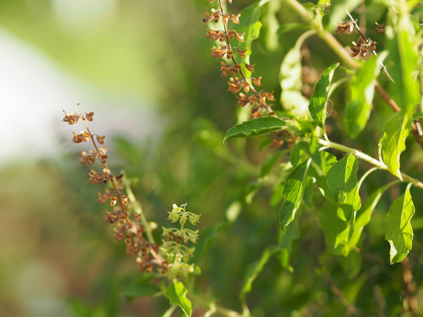 Thai Holy basil Ocimum tenuiflorum sanctum or Tulsi kaphrao Holy basil is an erect, many branched subshrub, 30 to 60 cm tall with hairy stems Leaves are green vegetable with flower blooming in garden on nature background - Foto, Imagen