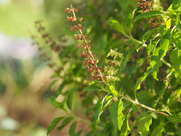Thai Holy basil Ocimum tenuiflorum sanctum or Tulsi kaphrao Holy basil is an erect, many branched subshrub, 30 to 60 cm tall with hairy stems Leaves are green vegetable with flower blooming in garden on nature background - Foto, Imagen