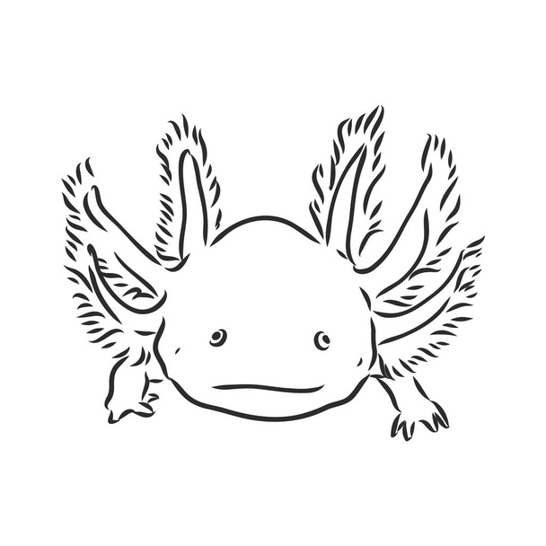 Grabado antiguo vectorial ilustración de salamandra axolotl aislada sobre fondo blanco - Vector, imagen