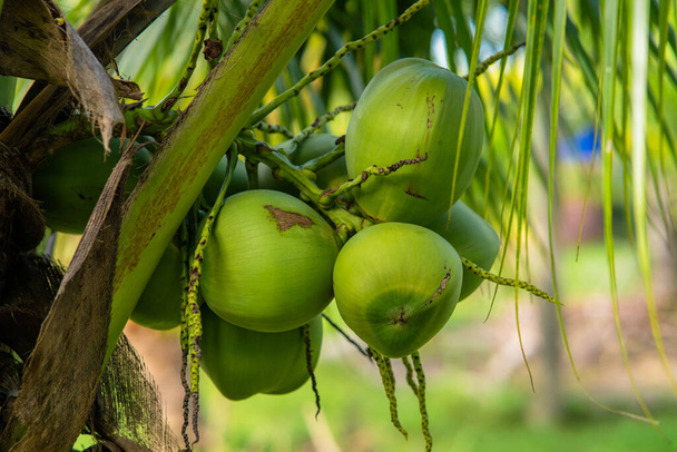 Clusters of green coconuts close-up hanging on palm tree. High quality photo - Фото, зображення
