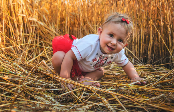 Bambino in un campo di grano. In vyshyvanka, il concetto del Giorno di indipendenza di Ucraina. Concentrazione selettiva. Ragazzo.. - Foto, immagini