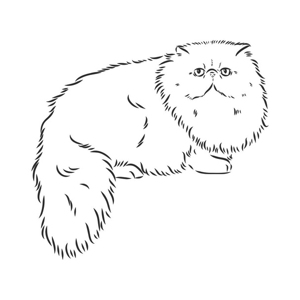 Персидский вектор кошки персидский вектор - Вектор,изображение
