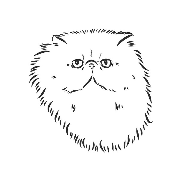 Персидский вектор кошки персидский вектор - Вектор,изображение