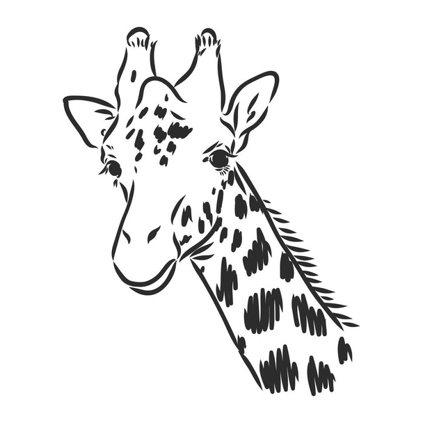 Giraffe - isolated vector with spots giraffe vector - Vektör, Görsel