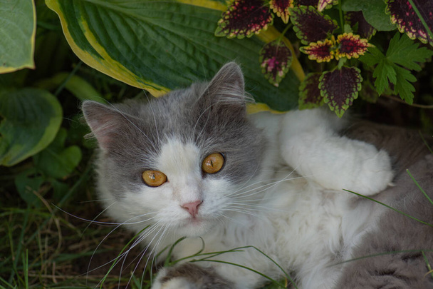 Gyönyörű macskás portré. Fogalmi fotózás macska egészség. Vonzó macskafotó. Aranyos macska élvezi az életét a kertben. - Fotó, kép