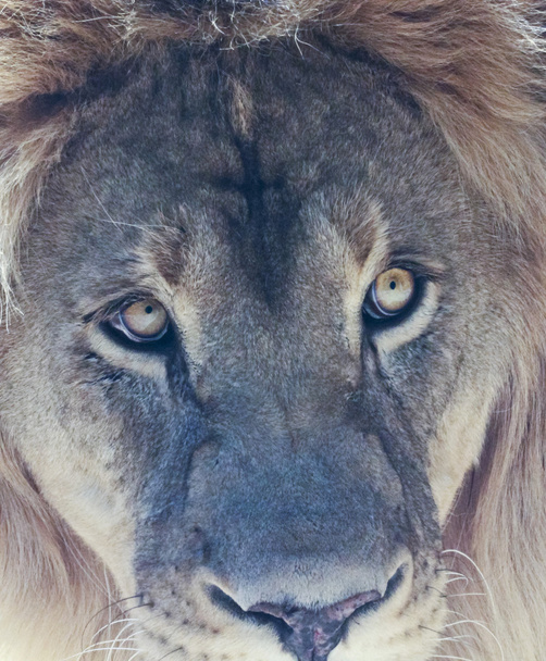 A Male Lion's Eyes in Close Up - Photo, Image