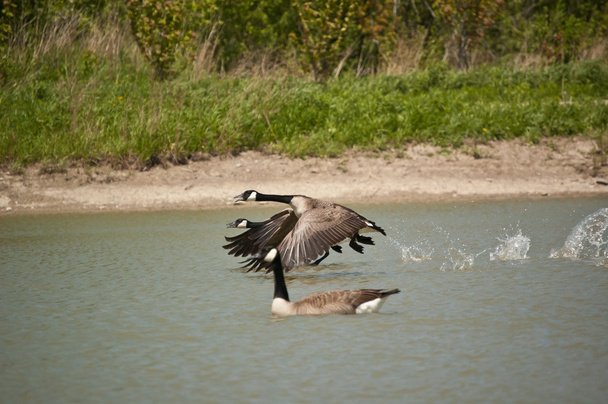 Deux Bernaches du Canada (Branta canadensis) décollent des eaux d'un étang tandis qu'une troisième nage au premier plan
. - Photo, image