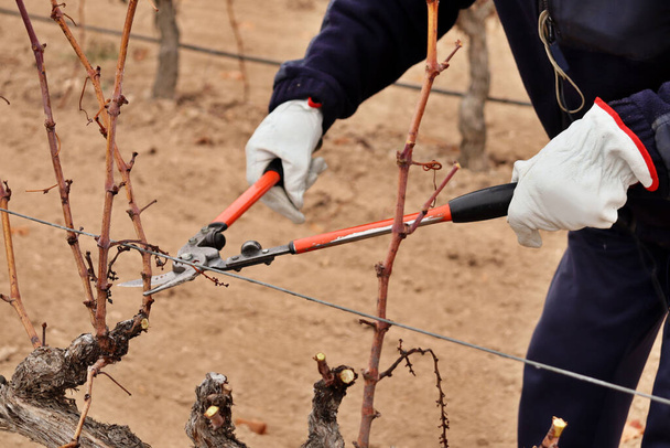 Bağcıkçı budama asmaları kışın filizlenir. Kırmızı şarap üretimi için tarım ve ziraat. İspanya, İtalya ve Fransa 'nın üzüm bağları - Fotoğraf, Görsel