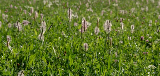 Pink Ribwort Plantain also known as English Plantain (Plantago lanceolata) on the meadow in the summer. - Photo, Image
