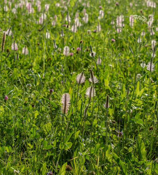 Pink Ribwort Plantain also known as English Plantain (Plantago lanceolata) on the meadow in the summer. - Photo, image
