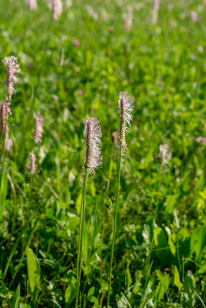Pink Ribwort Plantain also known as English Plantain (Plantago lanceolata) on the meadow in the summer. - Φωτογραφία, εικόνα