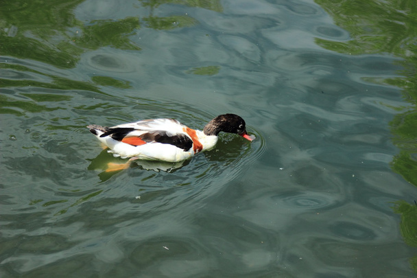 Lovely duck in the Moscow zoo, Russia - Фото, изображение