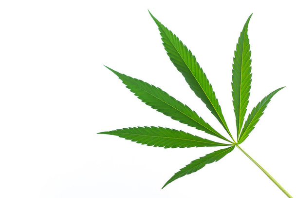 Cânhamo ou cannabis folha única isolada no fundo branco - Foto, Imagem