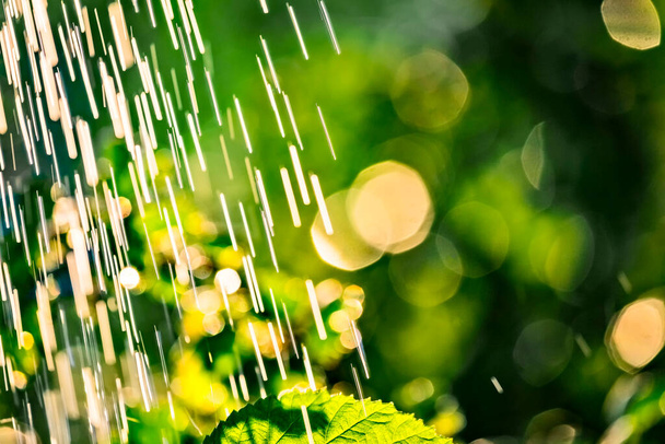 Piante foglie sotto una forte pioggia di gocce d'acqua sotto i raggi dorati del sole in estate. Fresco sfondo estivo piovoso. Pioggia e sole. - Foto, immagini