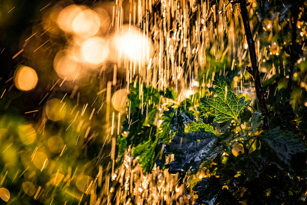 Plante des feuilles sous une forte pluie avec des gouttes d'eau dans les rayons dorés du soleil en été. Fond frais d'été pluvieux. Pluie et soleil. - Photo, image
