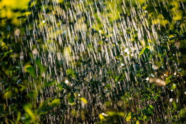 Рослини залишають під сильним дощем з водяними горбами в золотих променях сонця влітку. Свіжий дощовий літній фон. Дощ і сонцеweather condition
. - Фото, зображення