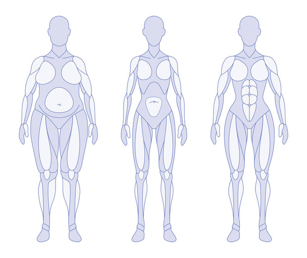 Types de corps féminin anatomie avant - Vecteur, image