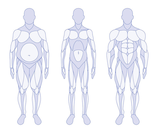 Male body types anatomy front - Vector, Image
