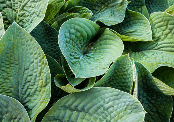zelené listy rostlin v zahradě. textura - Fotografie, Obrázek