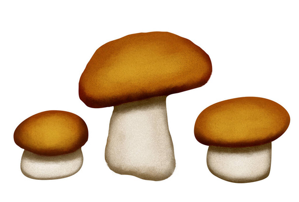 гриби ізольовані на білому тлі
 - Вектор, зображення